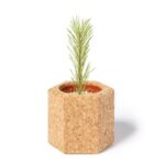 Cork pot, pine seeds - Image 2