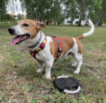 Dog frisbee RINGO - Image 4