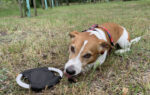 Dog frisbee RINGO - Image 5