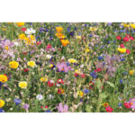 SEEDLOPE - Image 3
