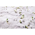 ASIDI - Image 5